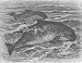 CETACEANS:The common porpoise,antique print,1894