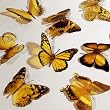 Butterfly 3D Translucent Decoration 12 YELLOW Butterflies