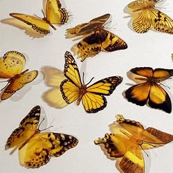 Butterfly 3D Translucent Decoration 12 YELLOW Butterflies