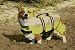 Paws Aboard L Yellow Dog Life Jackets 50-90 LB