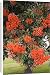 Canvas Prints of MAB-626 Pohutukawa tree - with brilliant red flowers from Ardea Wildlife Pets