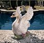 The Majesty of Swan Lake Sculpture