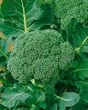 Waltham 29 Broccoli Seeds - Brassica Oleracea Var. Botrytis - 0.5 Grams - Approx 150 Gardening Seeds - Vegetable Garden Seed