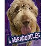 Labradoodles (Edge Books)
