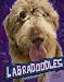 Labradoodles (All about Dogs)