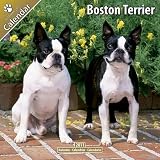 Kalender 2011 Boston Terrier