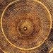 Arboreal Rings I by Laurent Pinsard - Fine Art Print / Poster - 19.75 x 19.75