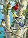 Buffalo Games - Hautman Brothers - Songbird Favorites - 1000 Piece Jigsaw Puzzle