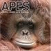 APES 2010 Wall Calendar #30411-10