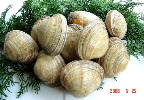 活大アサリ　１ｋｇ（６個～８個）