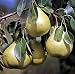 European Pear Tree 10 Seeds - Pyrus communis - Tasty!