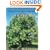 Plants That Merit Attention: Trees