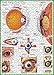 EuroGraphics Human Body (The Eye) Puzzle (1000-Piece)