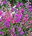 Clarkia Seeds - Clarkia unguiculata - 1,000 Seeds + *FREE SEEDS*