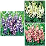 おためし3種3株セット：宿根ルピナス[ガーデニングにぴったりの中～宿根草]