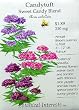 Candytuft Sweet Candy Blend Seeds 85 Seeds