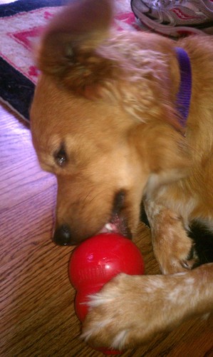 Pet Supplies : Pet Chew Toys : KONG Classic Dog Toy, Large, Red