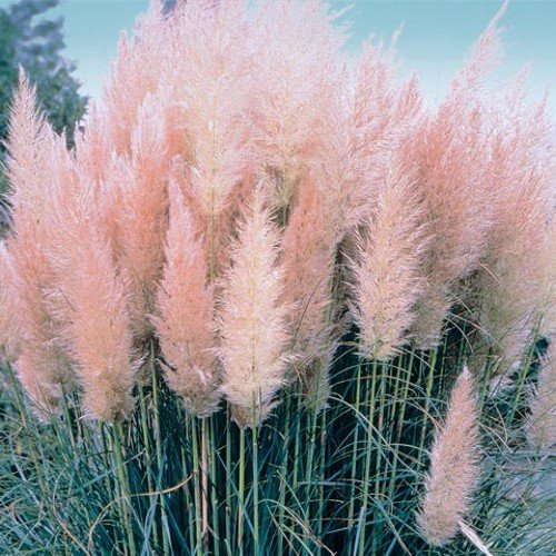 Cortaderia selloana 'Rosea' - rosa Pampasgras - 50 Samen