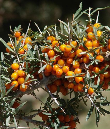 Earthcare Seeds Sea Buckthorn 100 Seeds Hippophae rhamnoides Earthcare Seeds Sea Buckthorn 100 Seeds Hippophae rhamnoides