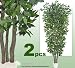 TWO 8' Very Full Ficus REAL WOOD TRUNKS Artificial Trees each with approx. 2016 leaves