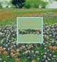 Wildflowers Across America