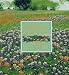 Wildflowers Across America by Lady Bird Johnson, Carlton B. Lees