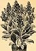 1895 Print Dwarf French Canna Flower Lily Art Cannaceae - Original Halftone Print