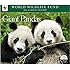WWF Giant Pandas Wall Calendar by Calendar Ink