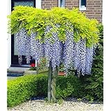 Suchergebnis auf Amazon.de für: Winterhart - Blumen