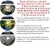 The Special Earn More Money, Success Principles and Accounting & Finance for Kung Fu Shoes On-line Businesses 3 CD Power Pack