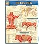 Fetal Pig Laminated Reference Guide (Quickstudy: Academic)