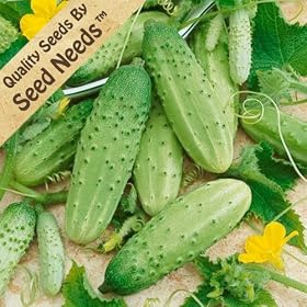 Cucumber - Boston Pickling - 30 Seeds + *Free Seeds*