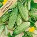 30 Seeds, Cucumber "Boston Pickling" (Cucumis sativus) Packaged By Seed Needs
