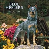 Blue Heelers 2008 Square Wall Calendar (German, French and Spanish Edition)