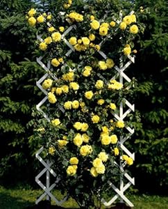 Kletterrose Goldstern, 1 Rosenstock, juteballiert oder im