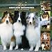 365 Days of Shetland Sheepdogs 2007 Calendar