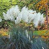 レアホワイトパンパス草の種子、だから、美しく装飾された中庭Cortaderia Selloanaグラス - の100pcs /ロット