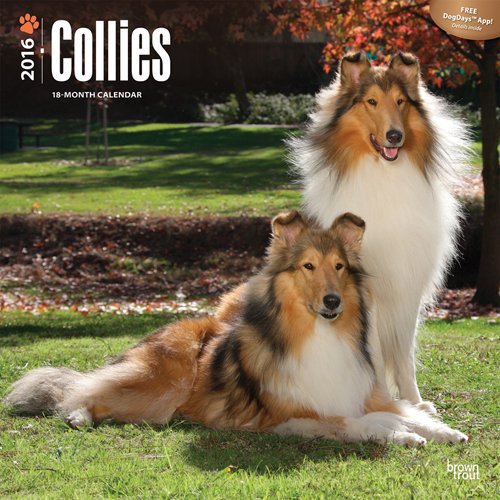 Collies 2016 Square 12x12