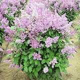 Amazon / Tropical Oasis: LATE LILAC SYRINGA VILLOSA extremly fragant 15 seeds