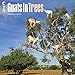 Goats in Trees 2016 Wall Calendar