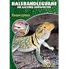 Halsbandleguane. Crotaphytus collaris, C. bicinctores