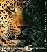 Leoparden und Geparde. Die Herrscher der Savanne