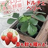 (観葉)サントリー 野菜苗 イチゴ ドルチェベリー 3号(お買い得5ポットセット) 家庭菜園 本州・四国限定[生体]