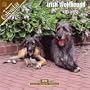 Irish Wolfhound 2008 Wall Calendar