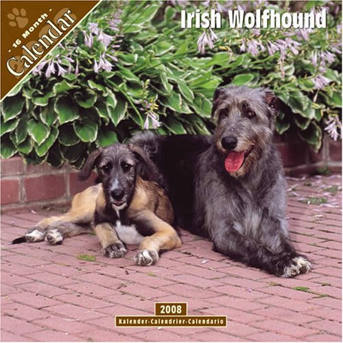 Irish Wolfhound 2008 Wall Calendar
