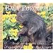 Baby Porcupine (Nature Babies)