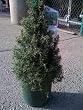 Christmas Topiary Rosemary Two Gallon Plant