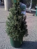 Christmas Topiary Rosemary Two Gallon Plant