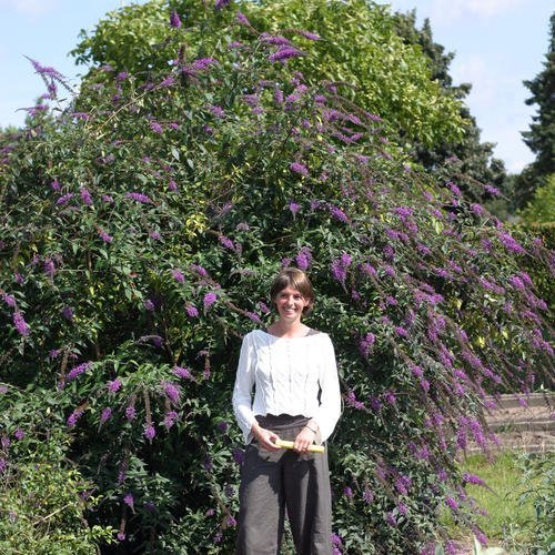 InSpired TM Violet Butterfly Bush - Buddleia - Proven Winners - 4 InSpired TM Violet Butterfly Bush - Buddleia - Proven Winners - 4