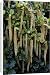 Canvas Prints of DAD-1811 Holly Leaf Sweetspire - an evergreen bushy shrub. The long catkin-like from Ardea Wildlife Pets